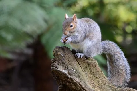 Grey squirrel, Sciurus carolinensis Stock Photos