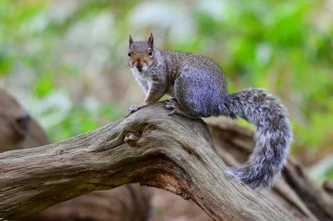 Grey squirrel, Sciurus carolinensis Stock Photos