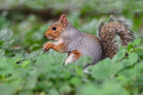Grey squirrel, Sciurus carolinensis Stock Photos
