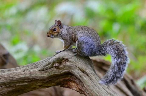 Grey squirrel, Sciurus carolinensis Stock Photos