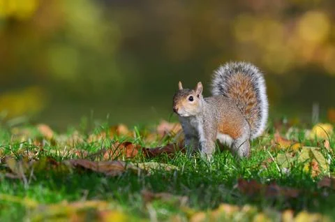 Grey squirrel, Sciurus carolinensis Stock Photos