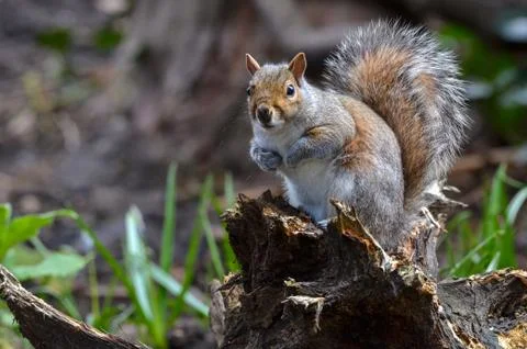 Grey squirrel, Sciurus carolinensis Stock Photos