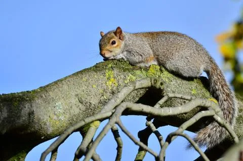 Grey squirrel, Sciurus carolinensis Stock Photos