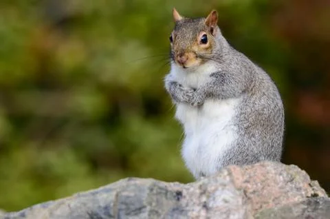 Grey squirrel, Sciurus carolinensis Stock Photos