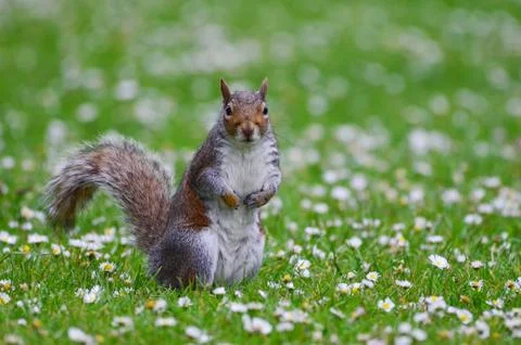 Grey squirrel, Sciurus carolinensis Stock Photos