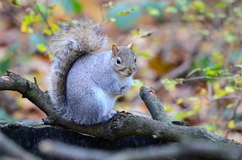 Grey squirrel, Sciurus carolinensis Stock Photos