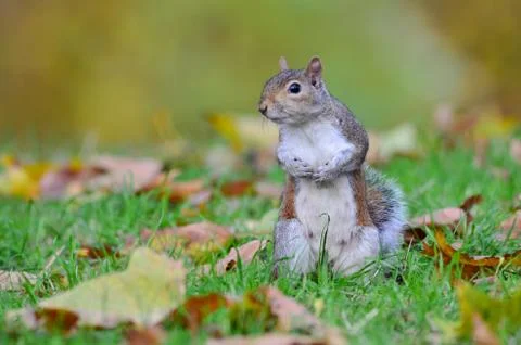 Grey squirrel, Sciurus carolinensis Stock Photos