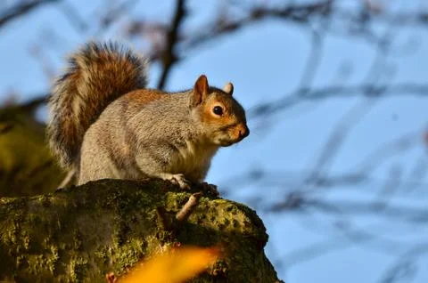 Grey squirrel, Sciurus carolinensis Stock Photos