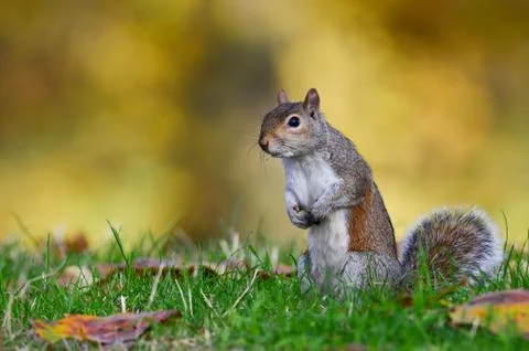 Grey squirrel, Sciurus carolinensis Stock Photos