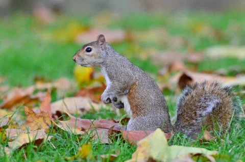 Grey squirrel, Sciurus carolinensis Stock Photos