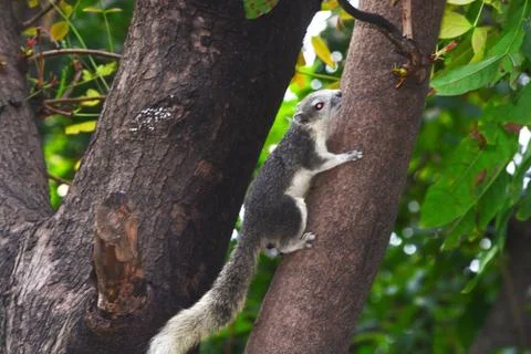 GREY SQUIRREL Sciurus carolinensis Stock Photos