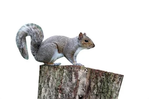 Grey squirrel, Sciurus carolinensis, Stock Photos