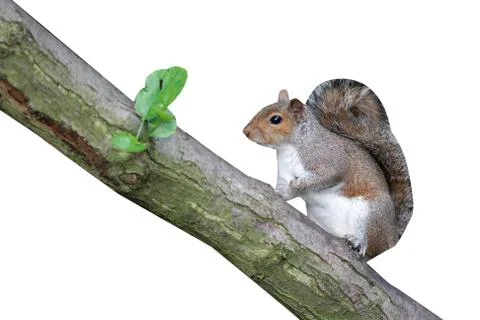 Grey squirrel, Sciurus carolinensis, Stock-Fotos