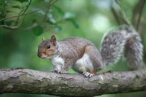 Grey squirrel, Sciurus carolinensis 스톡 사진
