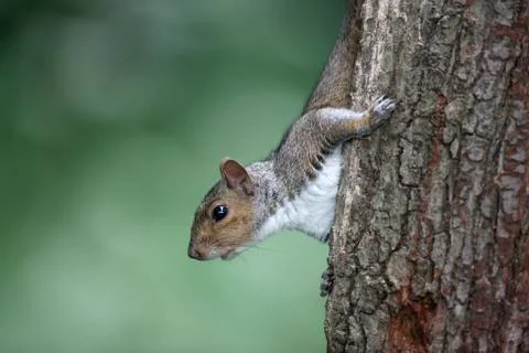 Grey squirrel, Sciurus carolinensis Foto stock