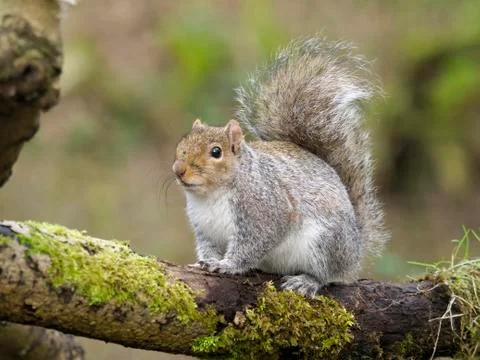 Grey squirrel, Sciurus carolinensis Stock Photos