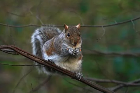 Grey Squirrel-Sciurus carolinensis. Stock Photos