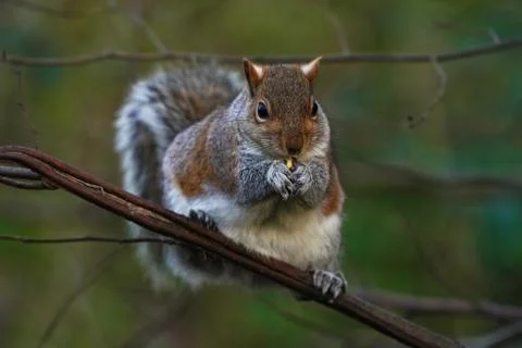 Grey Squirrel-Sciurus carolinensis. Stock Photos