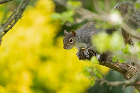 Grey Squirrel-Sciurus carolinensis. Stock Photos