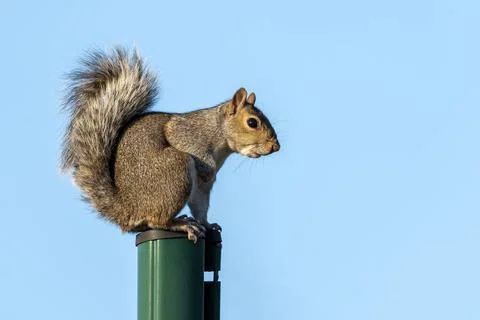 Grey squirrel (Sciurus carolinensis) Stock Photos
