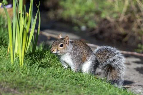 Grey squirrel (Sciurus carolinensis) Stock Photos