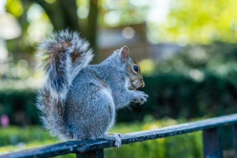 Grey squirrel (Sciurus carolinensis) Foto stock