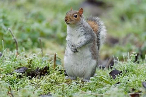 Grey Squirrel-Sciurus carolinensis. Foto stock