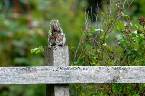 Grey Squirrel-Sciurus carolinensis. Stock Photos