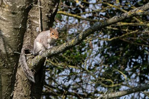 Grey squirrel, Sciurus carolinensis, resting on a tree branch in spring sun.. Stock-Fotos