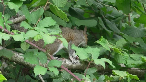 Grey Squirrel (Sciurus carolinensis )  running along hazel tree branch Stock Footage 260131240
