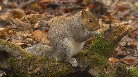 Grey squirrel Sciurus carolinensis sitting on rotting log on woodland floor Stock Footage 87047414