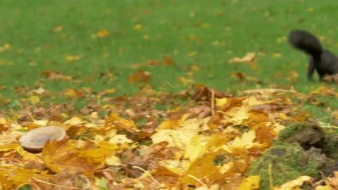 Grey squirrel Sciurus carolinensis10 50p black squirrel gathers and burries nut Stock Footage 171578927