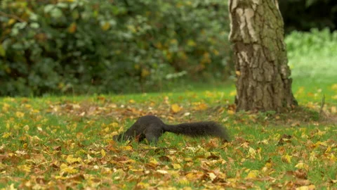 Grey squirrel Sciurus carolinensis23 50p burries chestnut for Winter Video stock 171576096