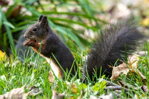 Grey squirrel, Sciurus at Old North Cemetery of Munich, Germany Stock Photos
