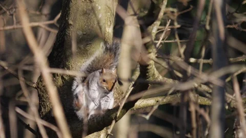 Grey squirrel scratching Stock Footage 262788259