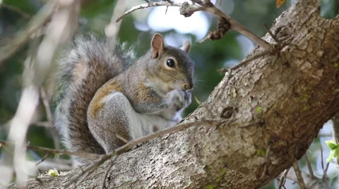 Grey Squirrel (Scriurus Carolinenis) in Florida Eating a Nut in a Tree Stock Footage