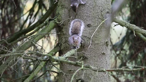 Grey Squirrel Scurius carolinensis Video stock 114621472