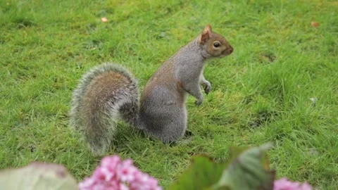 Grey Squirrel Searching For Food In Grass Garden Then Stands Up On Back Legs Stock Footage 301378600