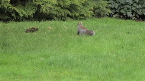Grey Squirrel Searching For Food In Grass Garden Daytime Windy Borehamwood Stock Footage 302867727