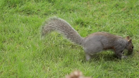 Grey Squirrel Searching For Food In Grass Garden Jumping In Slow Motion Daytime Stock Footage 305587577