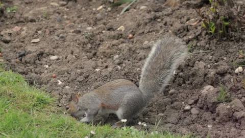 Grey Squirrel Searching For Food In Soil Flowerbed Slow Motion Daytime Stock Footage 305587642