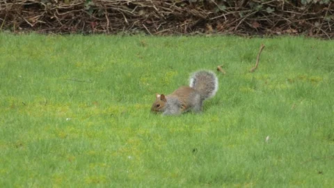 Grey Squirrel Searching Foraging For Food In Grass Garden UK Hertfordshire Stock Footage 300848456