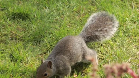 Grey Squirrel Searching Sniffing And Foraging For Food In Grass Garden Slow Stock Footage 327393715