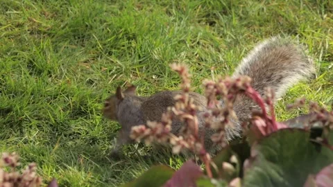 Grey Squirrel Searching Sniffing And Looking For Food In Grass Garden Slow Stock Footage 327394178