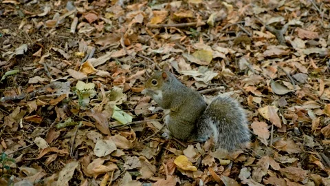Grey squirrel sitting among dry autumn leaves on woodland floor. Wild rodent Stock-Footage 347265174