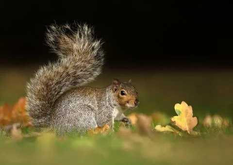 Grey squirrel sitting in the grass with the tail up Stock Photos