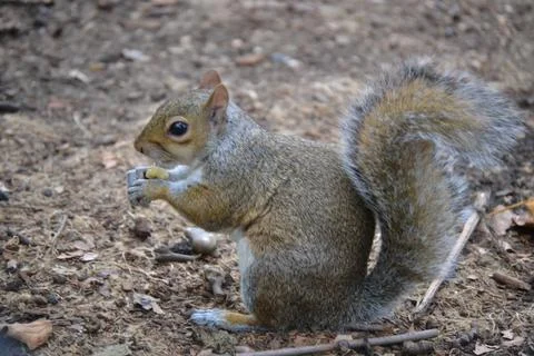 A grey squirrel sitting on the ground outdoors, holding a small nut with tiny Stock Photos