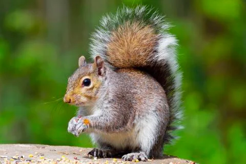 Grey Squirrel is sitting on its hind legs, eating seeds. Foto stock