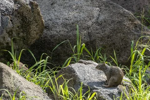 Grey squirrel sitting on a stone wall feeding on seeds left for the birds Stock Photos