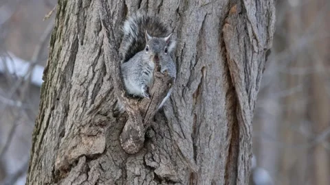Grey squirrel sitting on a tree branch in prospect park brooklyn new york Stock Footage 303590439